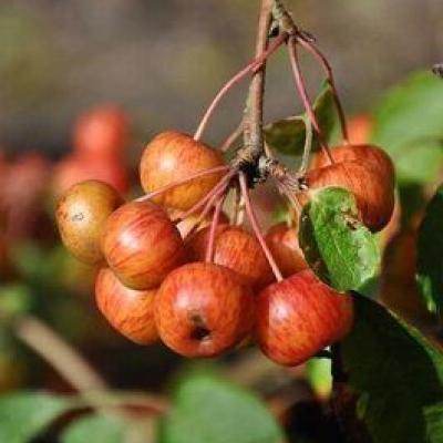 Malus PERTETU 'Evereste'®