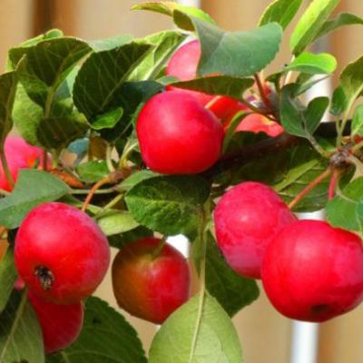 Malus 'Red Sentinel'