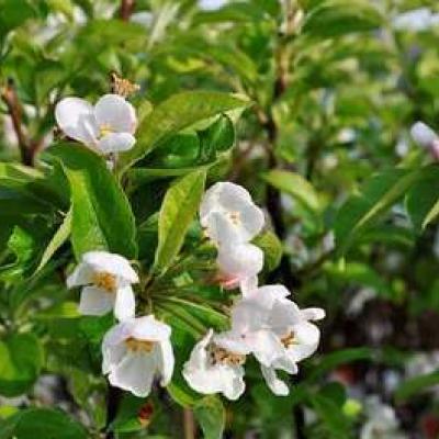 Malus 'Red Sentinel'