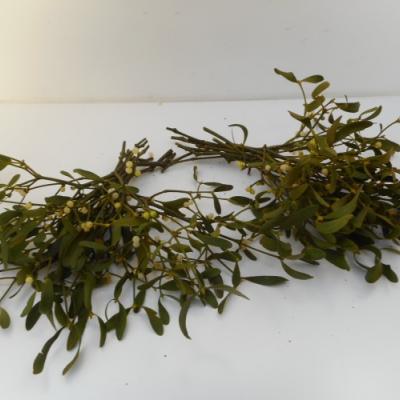Viscum album - Maretak - Mistletoe -  Gui