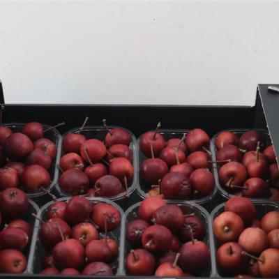 Malus sierappels per bakje