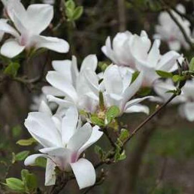 Magnolia soulangiana