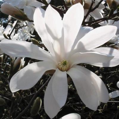 Magnolia stellata