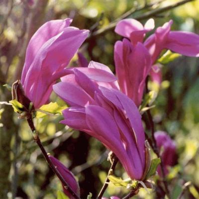 Magnolia 'Susan' F
