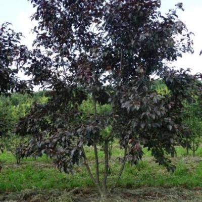 Malus toringo 'Scarlet'