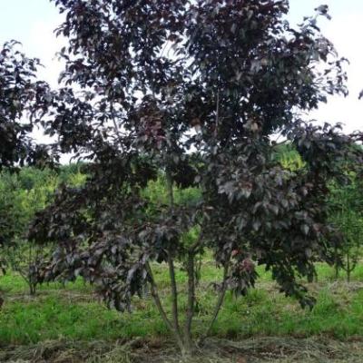 Malus toringo 'Scarlet'