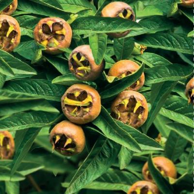 Mespilus germanica Mispel - laagstam