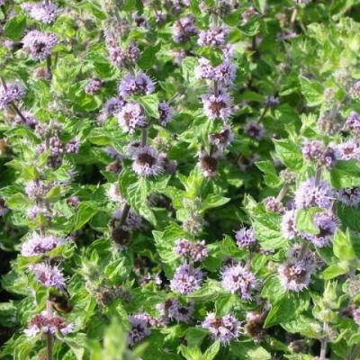 Mentha 'Lemon Bergamot'