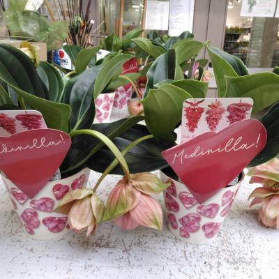 Medinilla magnifica 'Flemanco' 3-4 bloemen