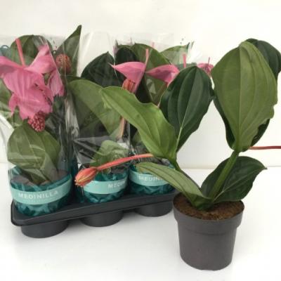 Medinilla magnifica 'Pinatubo'