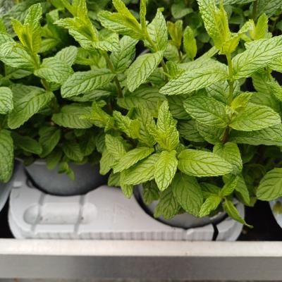 MENTHA PIPERITA - Italië