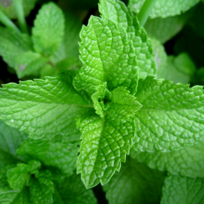 Mentha piperita 