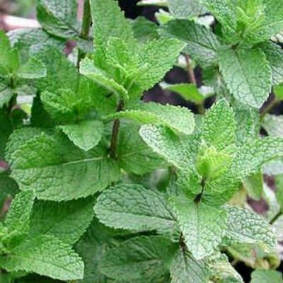 Mentha spicata 'Marrakech'