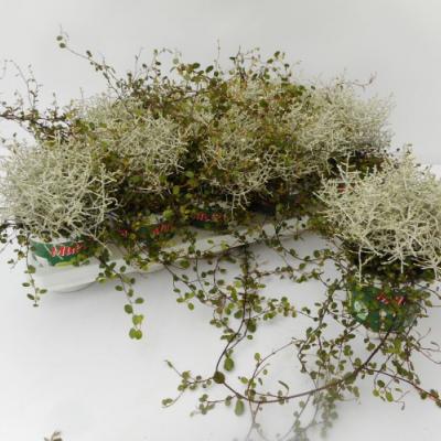 Mixpot Muehlenbeckia - Calocephalus
