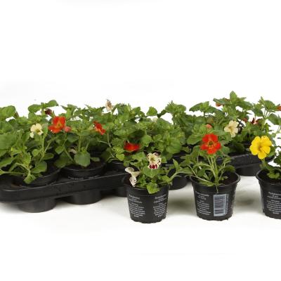 Mimulus ringens MIX