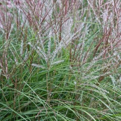 Miscanthus sin. 'Kleine Silbersp.'