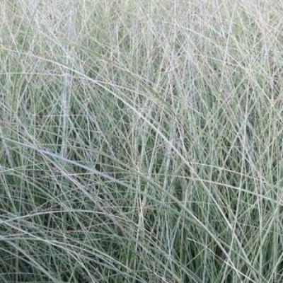 Miscanthus sin. 'Morning Light'