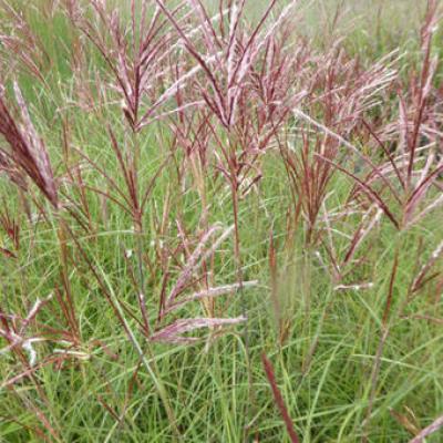 Miscanthus sin. 'Red Chief'