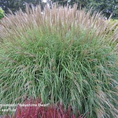 Miscanthus sin. 'Yakushima Dwarf'