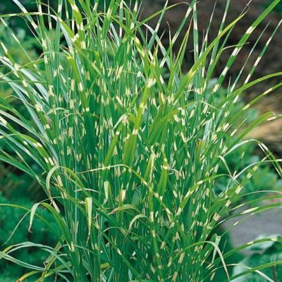 Miscanthus sin. 'Zebrinus'