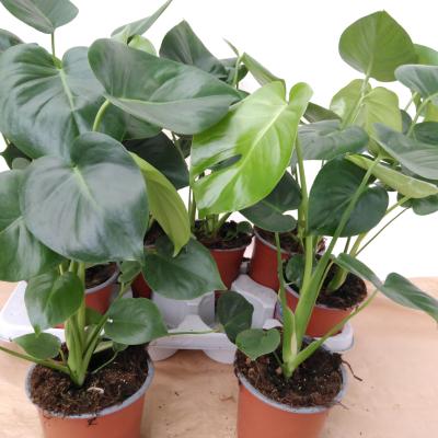 Monstera delic. 2pp