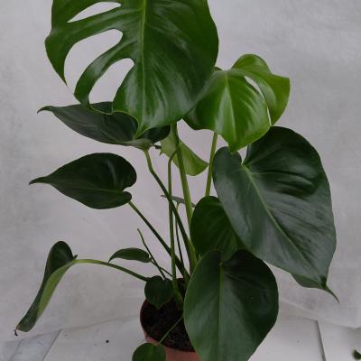 Monstera delic. - Air So Pure