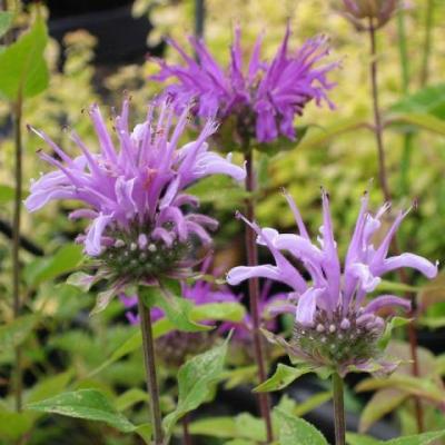 Monarda fistulosa