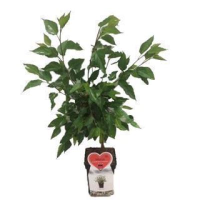 Morus alba Mojo Berrie