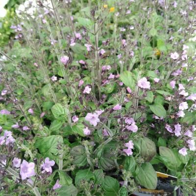 Calamintha nepeta Marvelette Blue