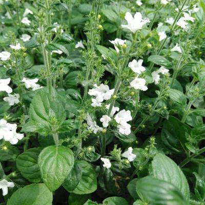 Calamintha nepeta Marvelette White