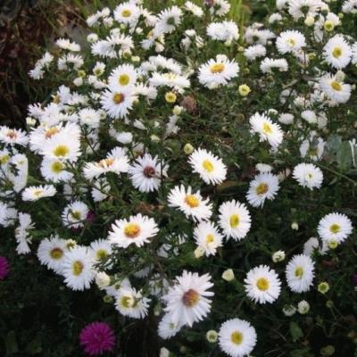 Aster novi-belgii White Ladies