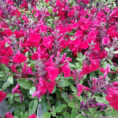 Salvia greggii Mirage Cherry Red