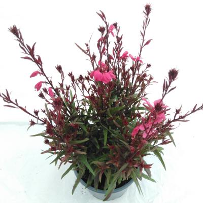 Gaura lind. 'Belleza Dark Pink'