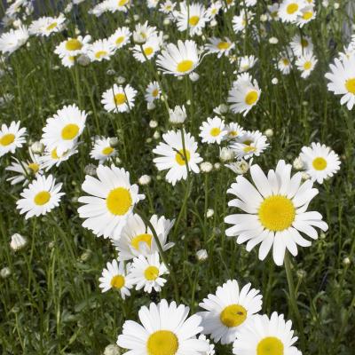 Leucanthemum vulgare Maikönigin
