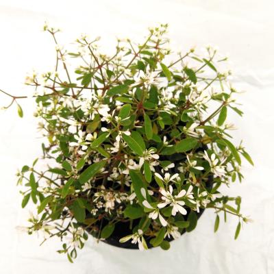 Euphorbia 'Diamond Frost'  P 13 cm