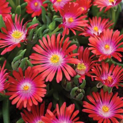 Delosperma Jewell Garnet 