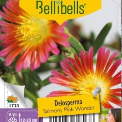 Delosperma Salmony Pink Wonder 