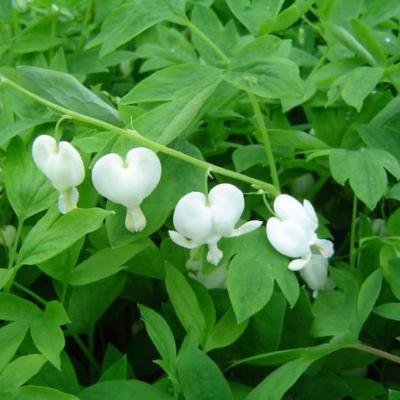 Dicentra spectabilis Alba
