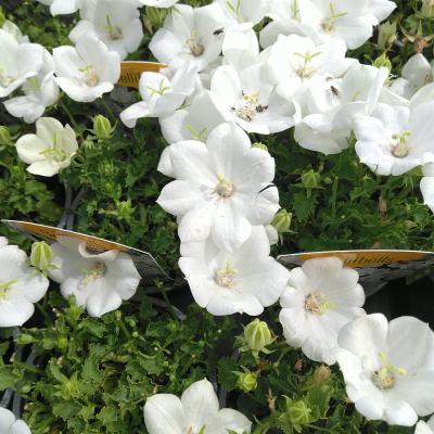 Campanula carpatica White clips