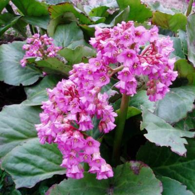 Bergenia cordifolia Rotblum