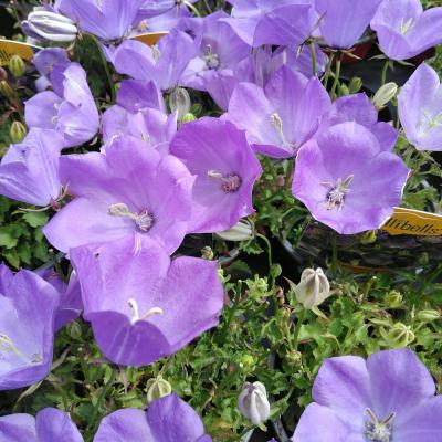 Campanula carpatica Blue Clips