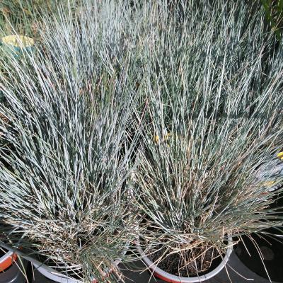 Festuca valesiaca Glaucantha