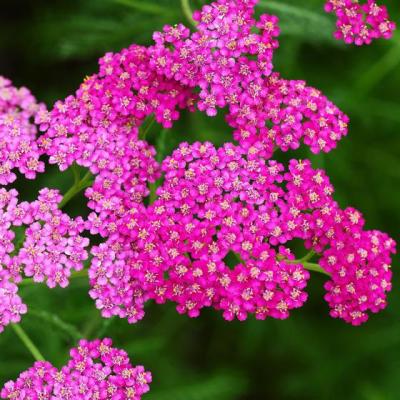 Achillea millefolium Cerise Queen