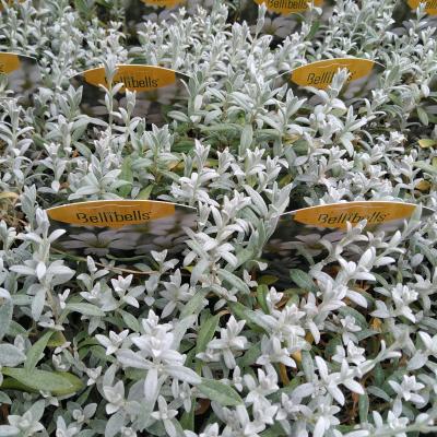 Cerastium tomentosum Silberteppich