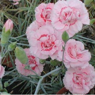 Dianthus plumarius 'Doris'