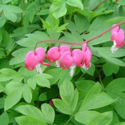 Dicentra spectabilis 