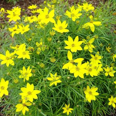 Coreopsis verticulata Zagreb