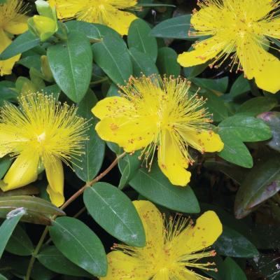 Hypericum calycinum Rose of Sharon