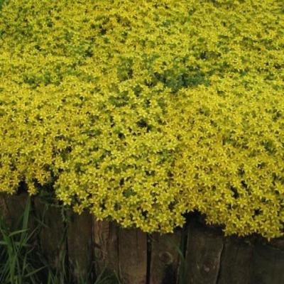 Sedum acre Aureum