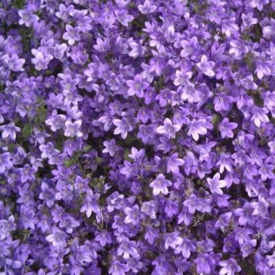 Campanula portenschlagiana Catharina